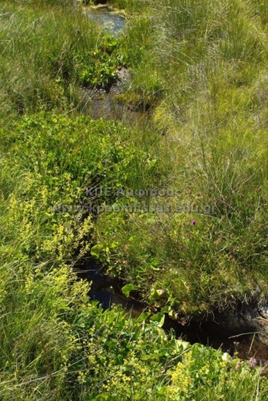 Menyanthes trifoliata