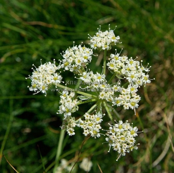 Meum athamanticum