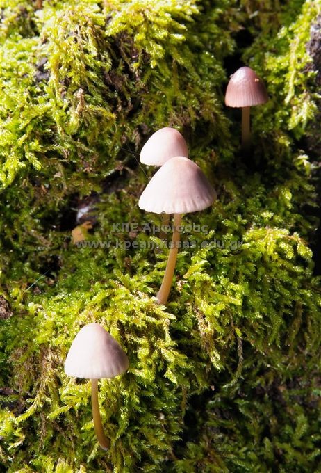 Mycena sp.