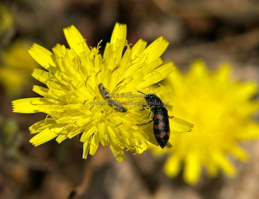 Mylabris variabilis