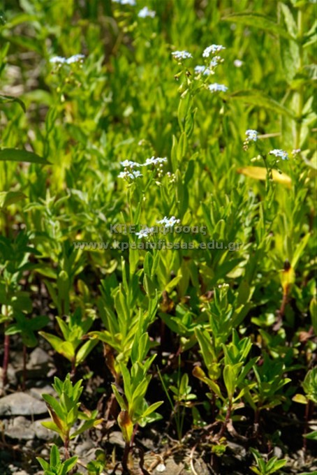 Myosotis scorpioides