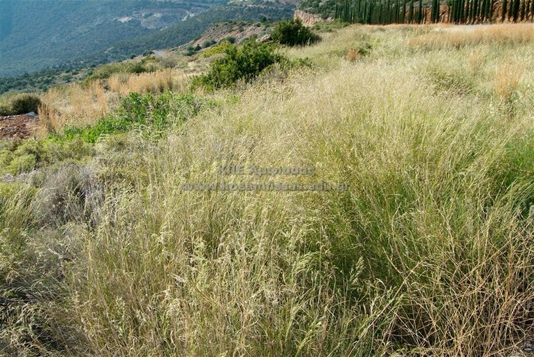 Oloptum miliaceum