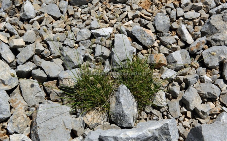 Oreochloa disticha
