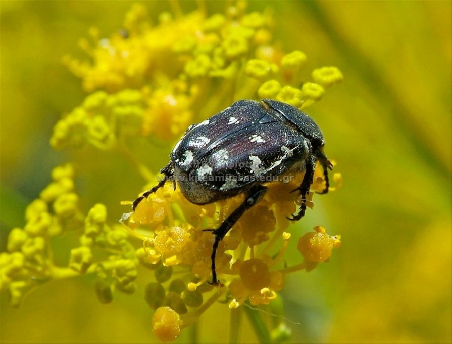 Oxythyrea funesta