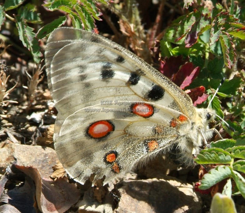 Parnassius apollo