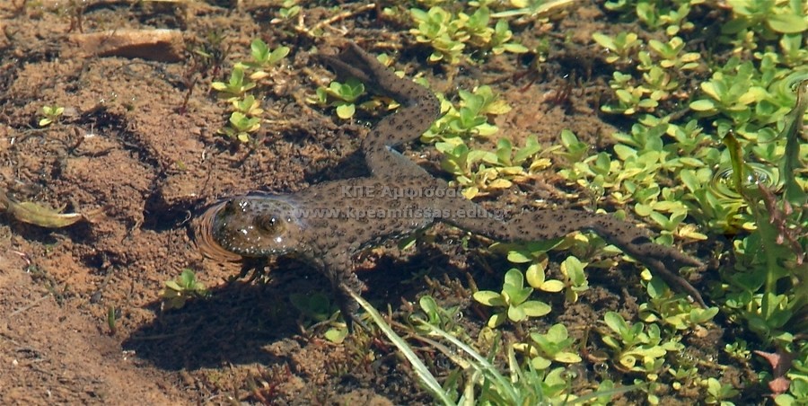 Pelophylax sp.