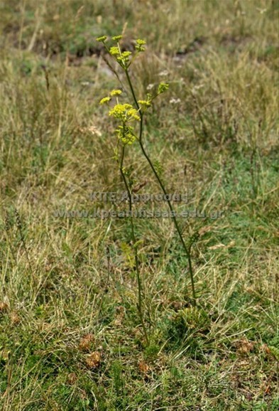 Peucedanum officinale