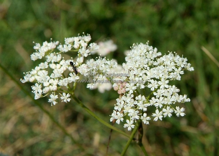 Pimpinella saxifraga