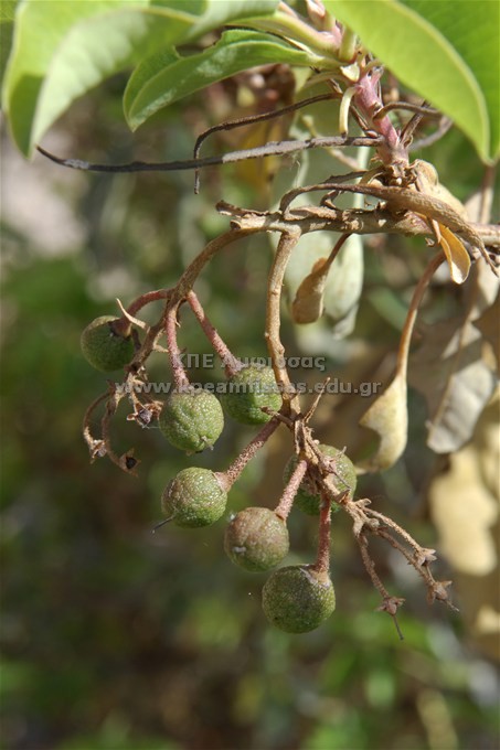 Pittosporum undulatum