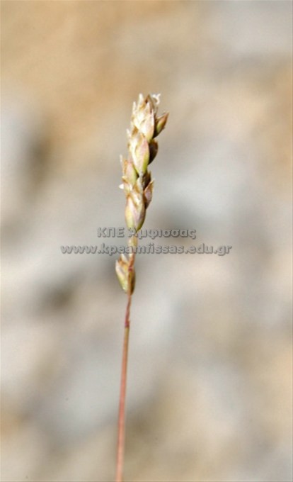 Poa alpina