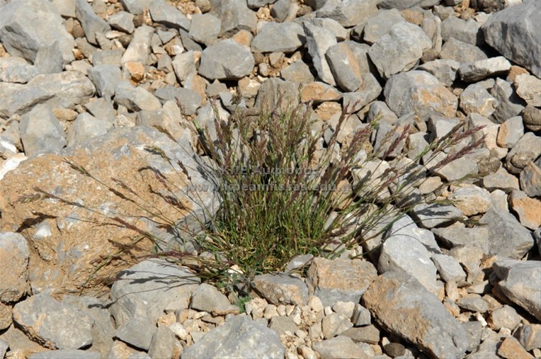 Poa cenisia