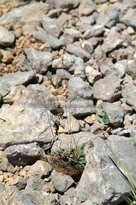 Poa molinerii