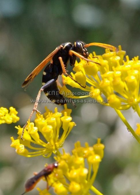 Polistes dominula