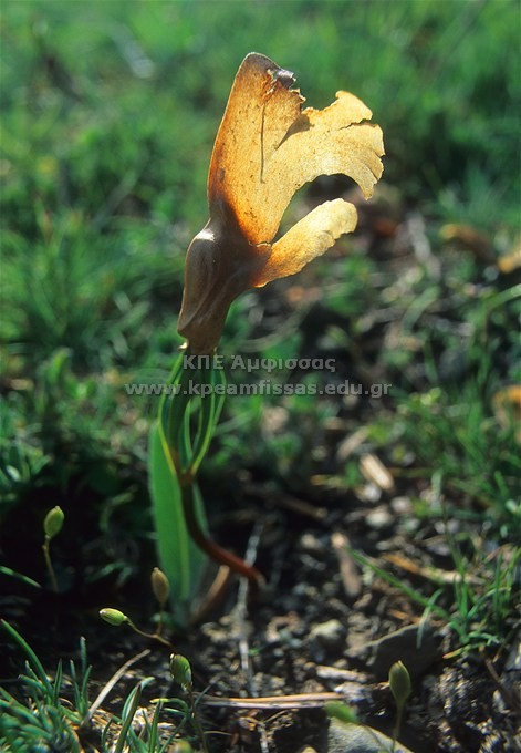 Polygonatum odoratum