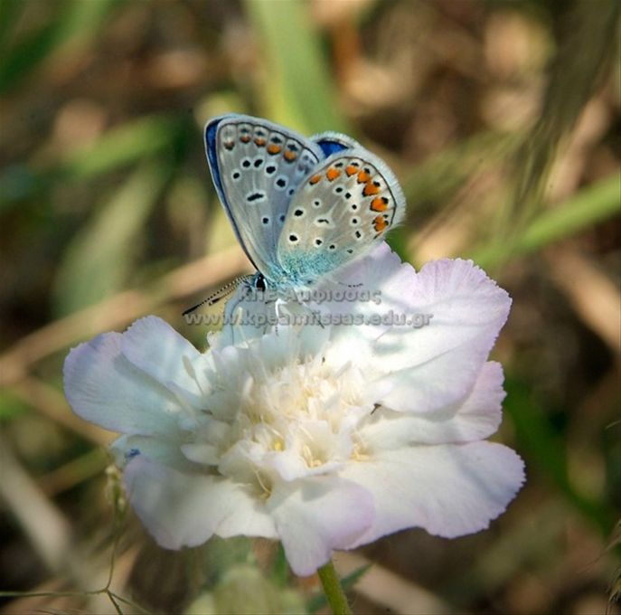Polyommatus icarus