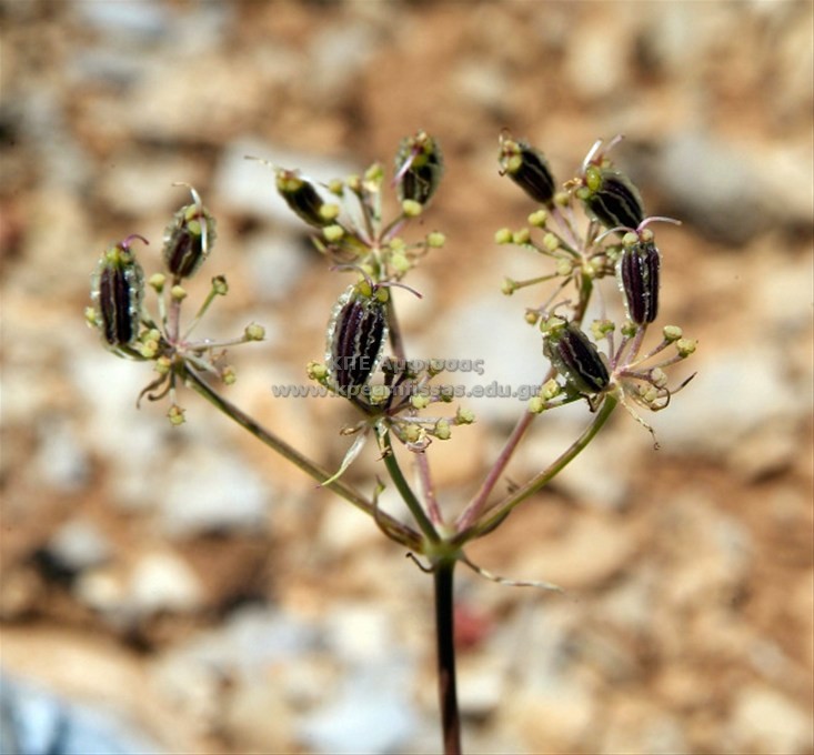 Ptychotis saxifraga