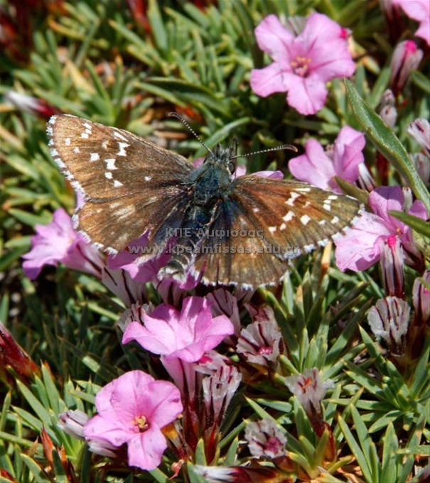 Pyrgus sp.