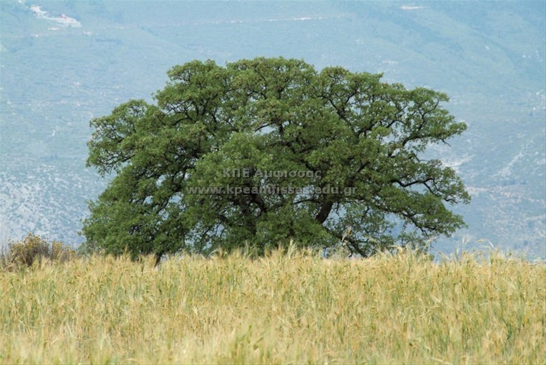 Quercus pubescens