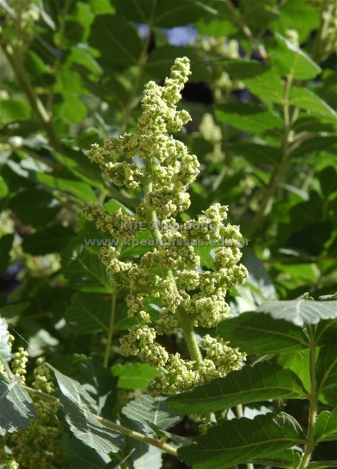 Rhus coriaria