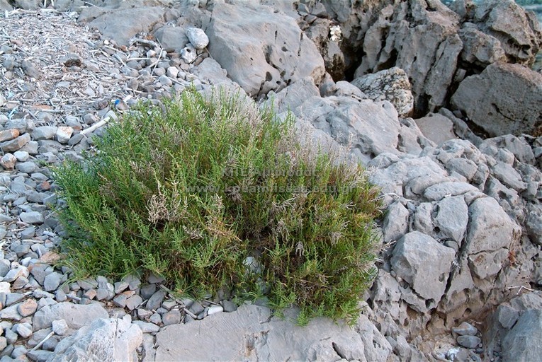 Salicornia fruticosa