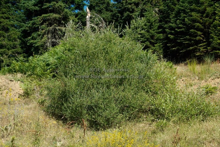 Salix purpurea