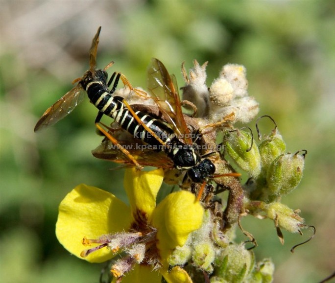 Sceliphron sp.