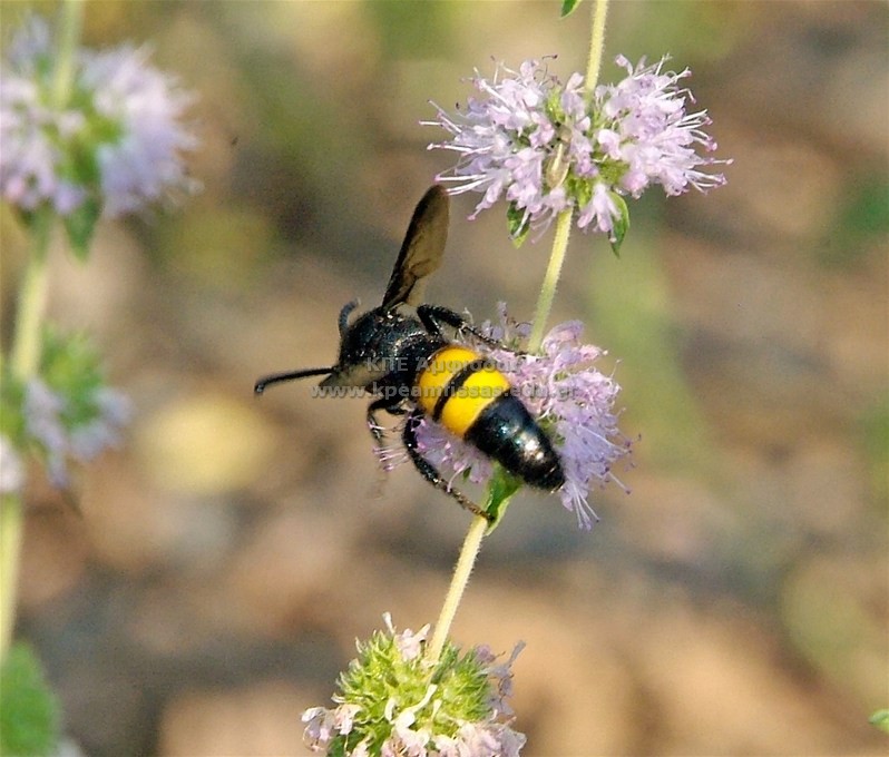 Scolia hirta