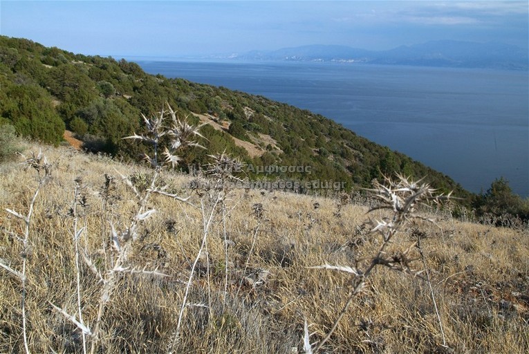 Scolymus maculatus