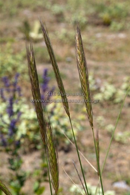 Secale strictum