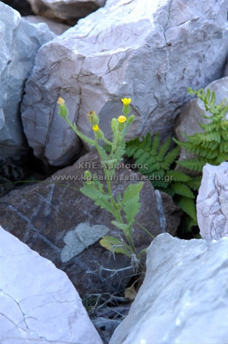 Senecio viscosus