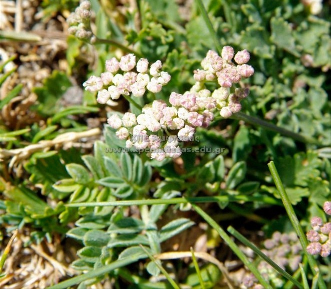 Seseli montanum