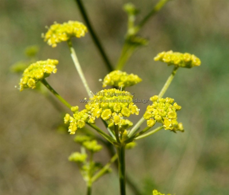 Seseli peucedanoides