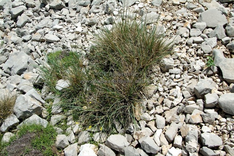 Sesleria caerulea