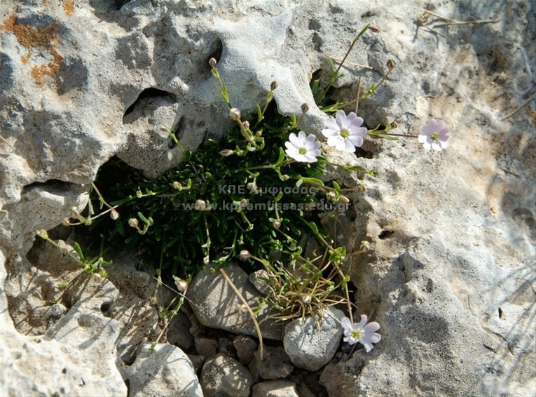 Silene saxifraga