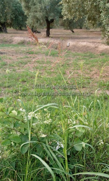 Sorghum halepense