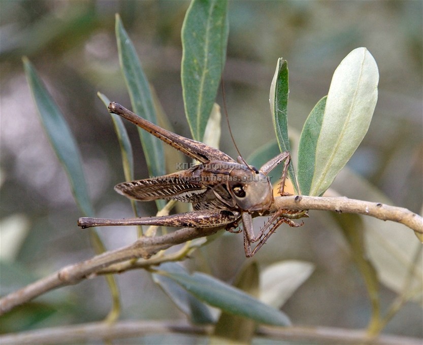 Tettigoniidae sp.