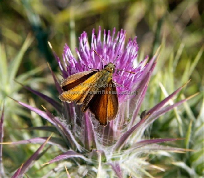 Thymelicus sp.