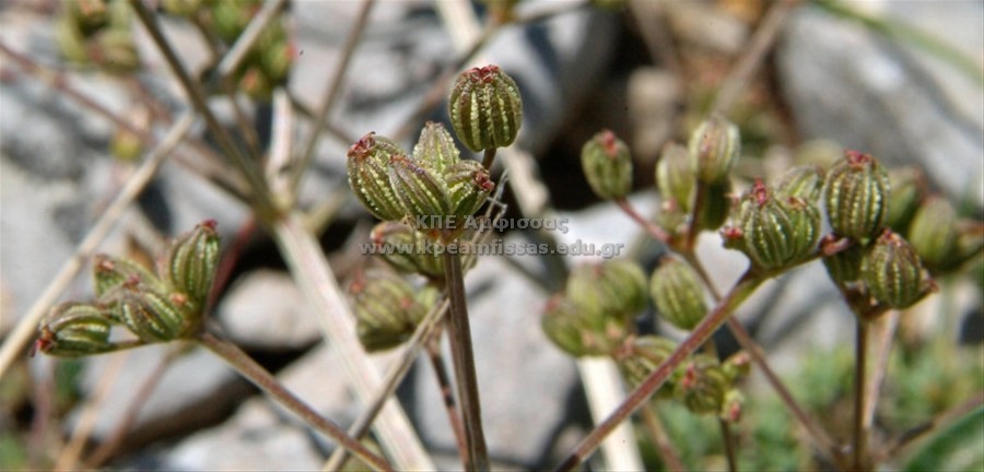 Trinia glauca