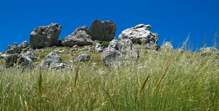 Trisetum flavescens