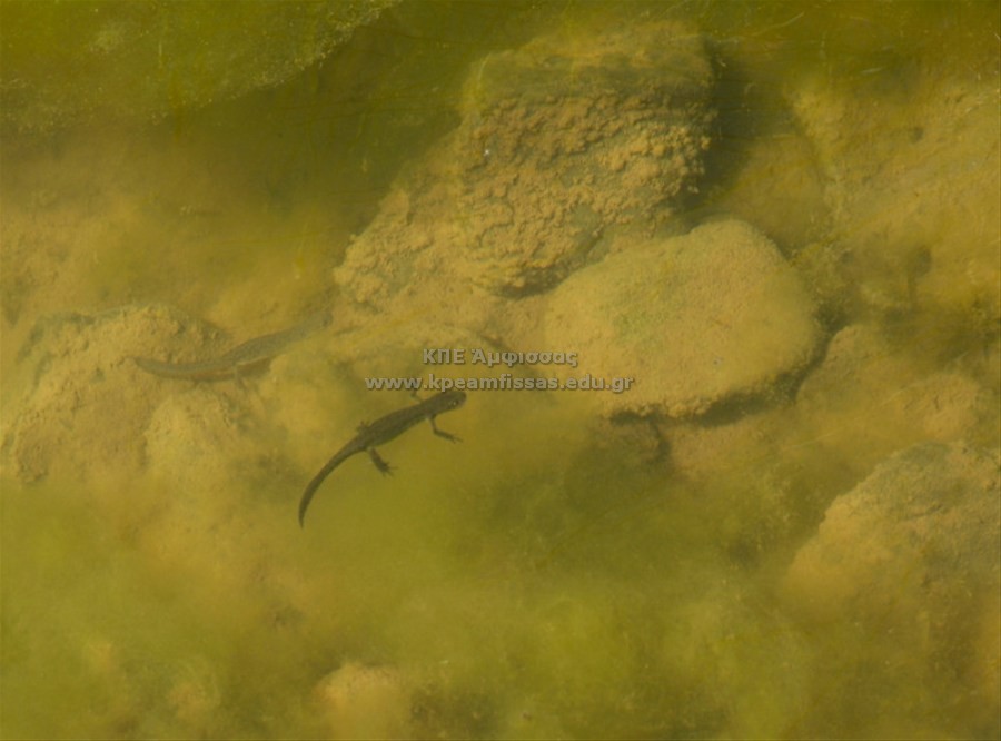 Triturus sp.