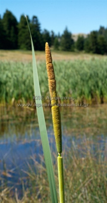 Typha latifolia