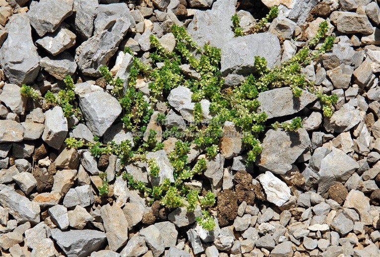 Valantia muralis