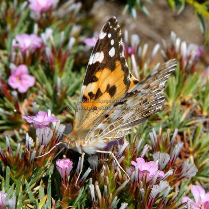 Vanessa cardui