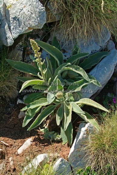 Verbascum longifolium