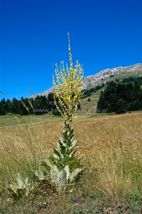 Verbascum pulverulentum