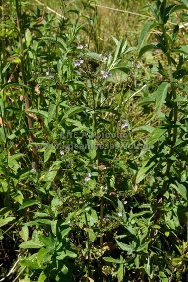 Veronica anagallis-aquatica