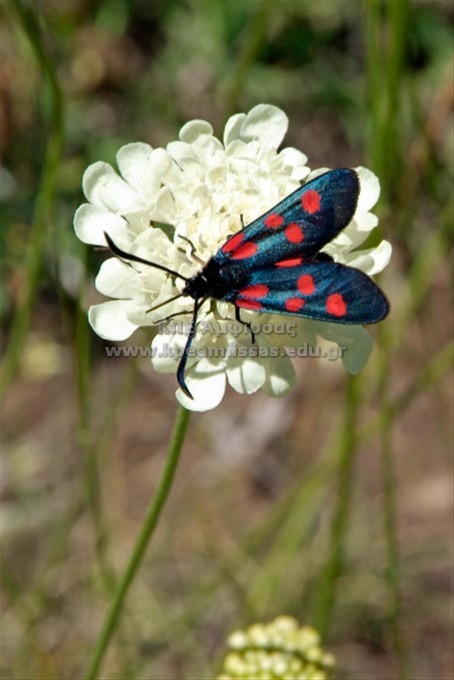Zygaena filipendulae